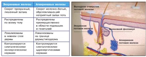 ᐈ Воспаление бартолиновой железы ~ Лечение в Киеве